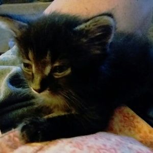 Meet your Posher, Carol